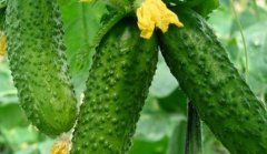 農(nóng)殘快速檢測儀：助力進出口蔬菜品質(zhì)檢測